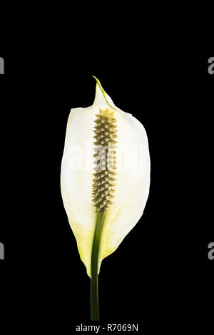 Fiore Spathiphyllum isolato Foto Stock