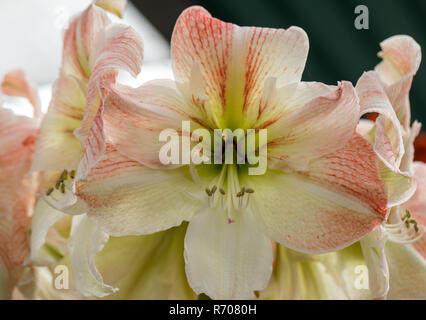 Red amaryllis fiore che sboccia in un giardino naturale Foto Stock