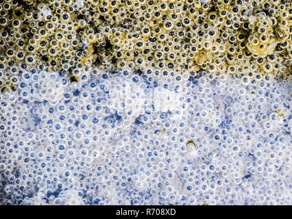 Le bolle di aria nel fango e limo sotto l'acqua. Sfondo di bolle, texture di superficie. Foto Stock