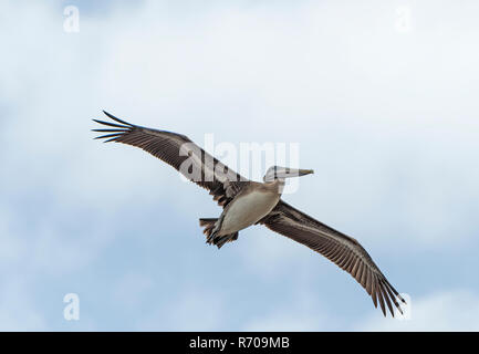 Immaturo pellicano bruno Flying Overhead Foto Stock