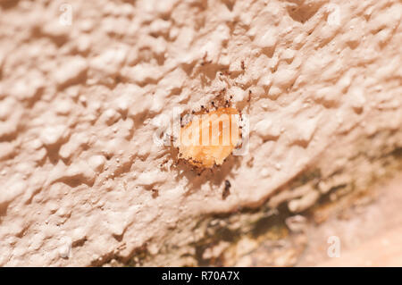 Il lavoro di squadra sforzo di formiche che trasportano un pezzo di sfoglia di pasta mentre la scalabilità verso l'alto una parete Foto Stock