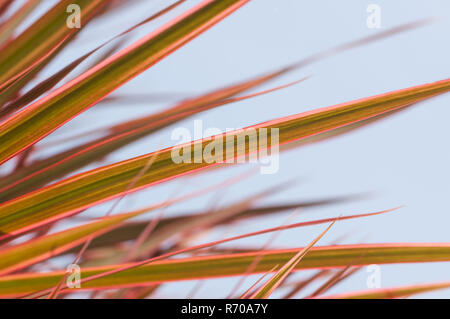 Rosso refilato dracaena marginata foglie con cielo blu sullo sfondo Foto Stock