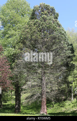 Habitus mountain sequoia Sequoiadendron giganteum Foto Stock