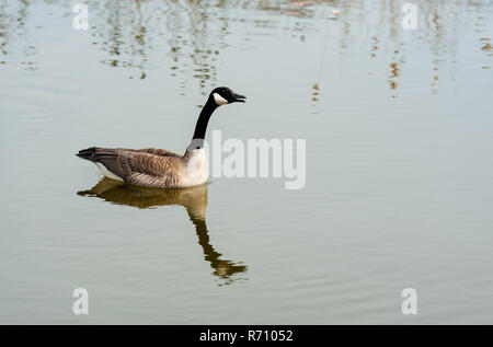 Solo Canada Goose sul laghetto. Foto Stock