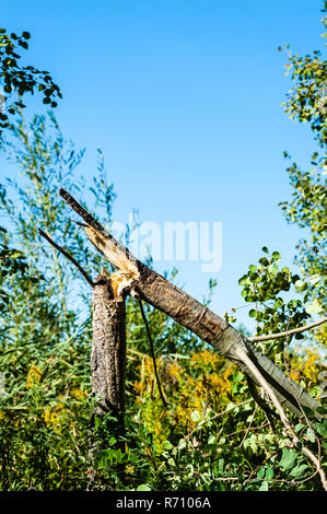 Albero rotto in boccole sotto il cielo blu chiaro. Foto Stock