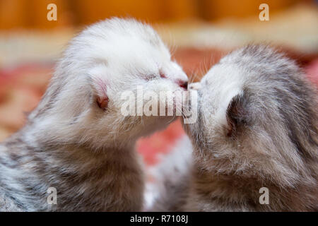 Due neonati gattini britannico kissing ogni altro, Cuccioli amore Foto Stock