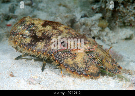 Scolpita la pantofola astice, scolpito Mitten aragosta (Parribacus antarcticus), Bohol Mare, Filippine Foto Stock