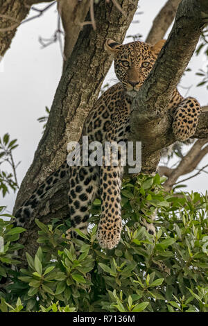 Leopard (Panthera pardus) siede sulla struttura ad albero, il Masai Mara, Kenya Foto Stock