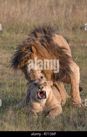 I Lions (Panthera leo), coppia in abbinamento, il Masai Mara, Narok County, Kenya Foto Stock