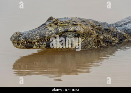 Testa di un caimano Yacare (yacare Caimano), Cuiaba river, Pantanal, Brasile Foto Stock