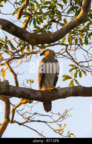 Arpia Aquila (Harpia harpyia), capretti, 15 mesi, appollaiato su un ramo di albero, Amazon, Brasile Foto Stock