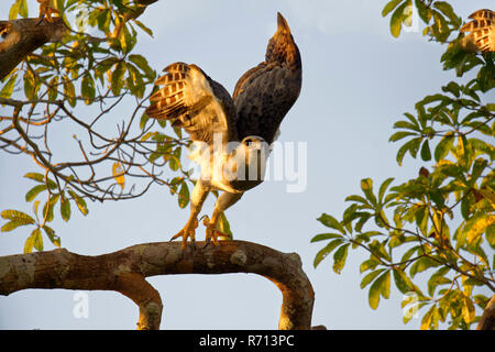 Arpia Aquila (Harpia harpyia), capretti, 15 mesi, volare un ramo, Amazon, Brasile Foto Stock