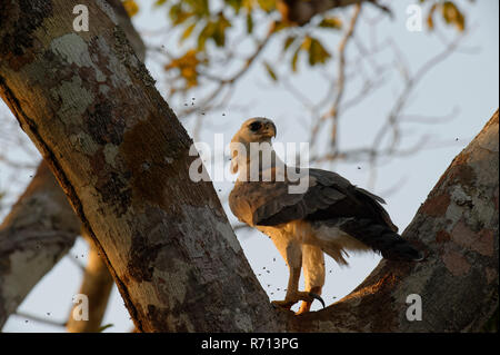 Arpia Aquila (Harpia harpyia), capretti, 15 mesi, appollaiato su un albero, con gli insetti volanti, Amazon, Brasile Foto Stock