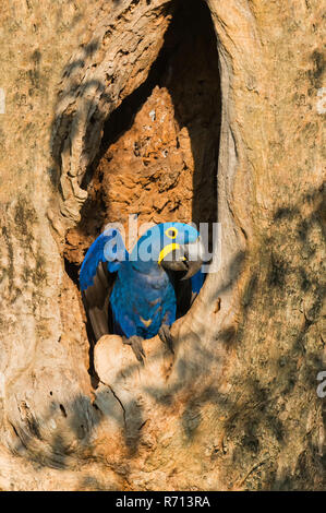 Ara Giacinto (Anodorhynchus hyacinthinus), nella propria struttura Nido, Pantanal, Mato Grosso, Brasile Foto Stock