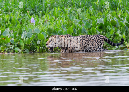 Jaguar (Panthera onca) nell'acqua, Cuiaba river, Pantanal, Mato Grosso, Brasile Foto Stock