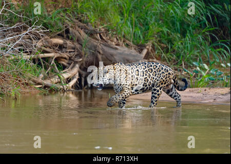 Jaguar (Panthera onca) andando in acqua, Cuiaba river, Pantanal, Mato Grosso, Brasile Foto Stock