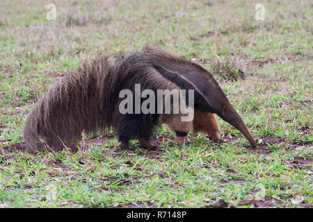 Giant Anteater (Myrmecophaga tridactyla) foraggio, Mato Grosso, Brasile Foto Stock