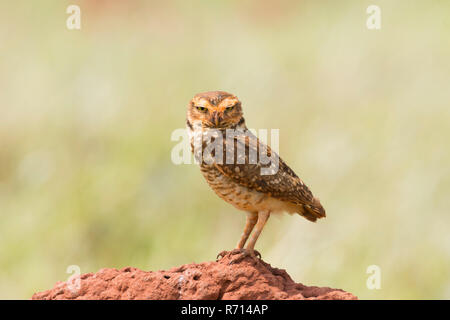 Scavando la civetta (Athene cunicularia), Mato Grosso do Sul, Brasile Foto Stock