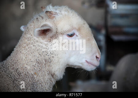 Poca ram di merina pecore di razza pura al granaio, Estremadura, Spagna Foto Stock