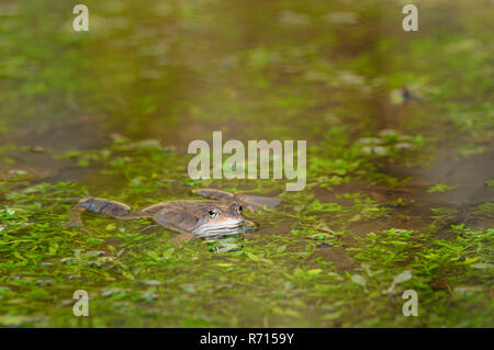 Comune Europeo (rana temporaria Rana) tra piante acquatiche in acqua, Nord Reno-Westfalia, Germania Foto Stock