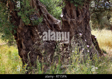 Il vecchio ulivo (Olea sp.) albero con tronco a forte spessore, Creta, Grecia Foto Stock