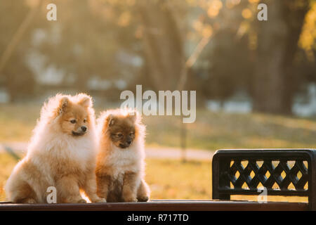 Due giovani Red cucciolo Spitz Pomerania cucciolo cani seduti su una panchina nel parco all'aperto. Foto Stock