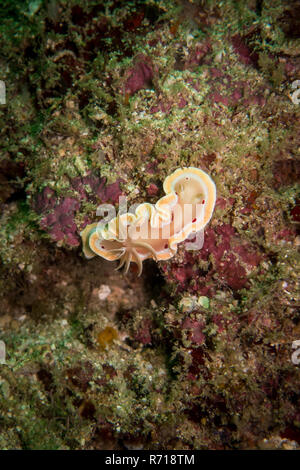 Questo ramo nudi è stato trovato sul fondo di un sito di immersione in Gili Meno, Indonesia Foto Stock