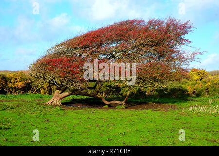 Un ventoso ripe rosso hawthorn berry bush in un campo verde con una fila di cespugli bassi dietro e un big blue sky con soffici nuvole, Crataegus monog Foto Stock