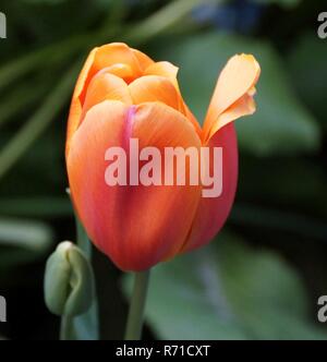 Bella tulip al Lago di Windermere Foto Stock