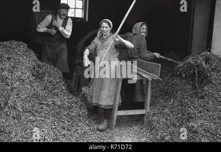 1930s, storico, pre-guerra, Sudentenland, Cecoslovacchia, tre operai agricoli che lavorano al di fuori di un fienile con forche per spostare il foraggio animale. Foto Stock