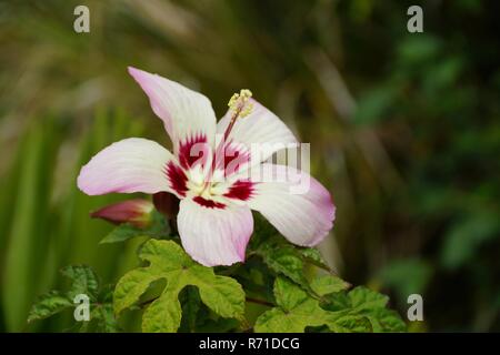 Fiori trovati in Irlanda a Blarney Castle Foto Stock