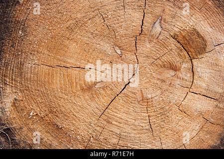 Vista ravvicinata della sezione del tronco di albero che mostra gli anelli di crescita. La sezione del tronco con anelli annuali per lo sfondo. Texture di sfondo di na Foto Stock