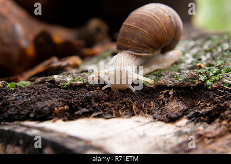 La Borgogna lumaca (Helix pomatia, Romana lumaca, commestibili, lumaca escargot) strisciando sulla sua strada. Vista ravvicinata di marrone corteccia di albero con MOSS e funghi. Grande s Foto Stock