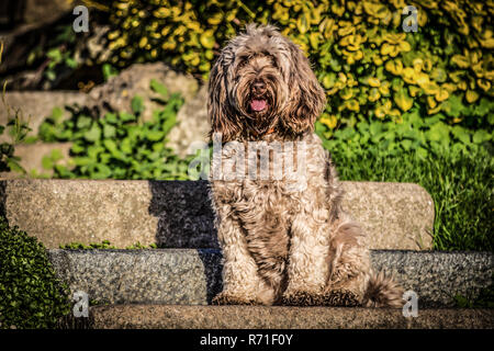 Cockapoo in Richmond Park Foto Stock