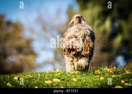 Cockapoo in Richmond Park Foto Stock