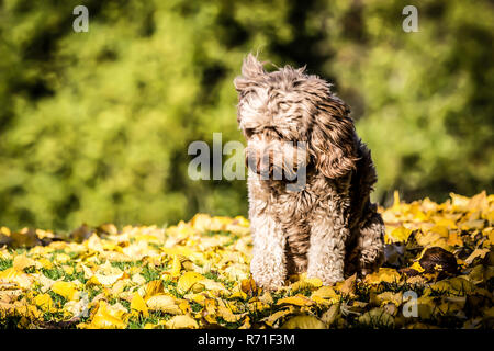 Cockapoo in Richmond Park Foto Stock