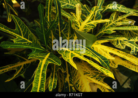 Codiaeum variegatum Croton arbusto è un battente singolo disposte in modo alternato. Ha una profonda o poco profondo Foto Stock