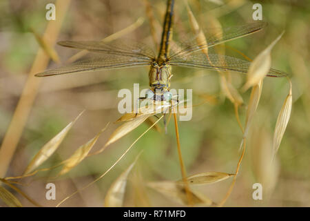 Dragonfly poggia sulla lamina Foto Stock