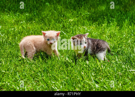 Due gattini, giallo e marrone e bianco, in piedi in erba in una giornata di sole. Foto Stock