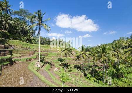 Terrazze di riso vicino Tegallalang, Bali, Indonesia Foto Stock