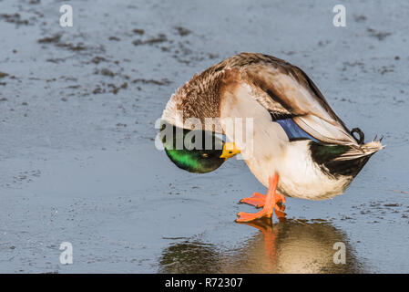 Un comune maschio germano reale (Anas platyrhynchos) è preening le sue piume mentre in piedi su un lago ghiacciato durante l'inverno. Foto Stock