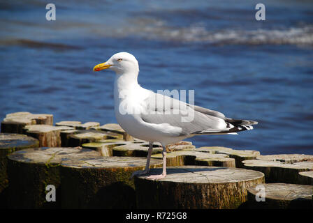 Gabbiani sul Mar Baltico, Germania, seduti su Pennelli Foto Stock