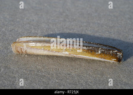 Atlantic ribaltarsi clam Ensis directus, noto anche come il bambù vongola, American ribaltarsi o Clam Clam rasoio Foto Stock