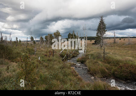 Fiume Collina che salgono attraverso Hautes Fagnes con alberi morti e nuvole basse al di sopra, un rilievo bog in Eifel, paesaggio spettacolare e famosa riserva naturale. Foto Stock