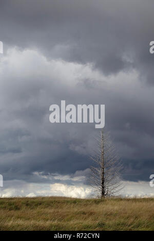 Una tempesta si sta avvicinando al di sopra Noir Flohay nelle Hautes Fagnes, un rilievo bog in Eifel al confine tra Belgio e Germania. Foto Stock
