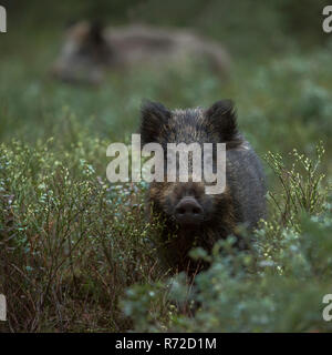 Il Cinghiale / Wild Hog / di suini selvatici / Wildschwein ( Sus scrofa ) nel sottobosco, fauna selvatica, l'Europa. Foto Stock