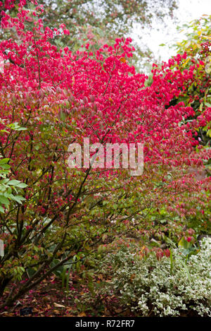 Euonymus alatus Foto Stock