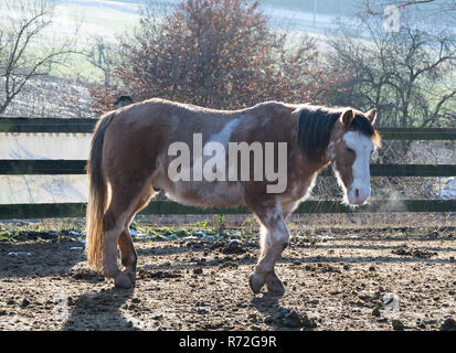 Bianco marrone stallone sorge nella sera sun Foto Stock