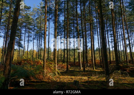 Foresta di alberi di pino e bracken nel colore di autunno Caesers Camp Tweseldown Surrey Hampshire confine Foto Stock