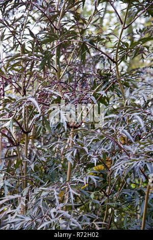 Sambucus pizzo nero Foto Stock